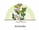 Koriander